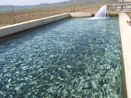 دستگاه اکسیژن ساز پرورش ماهی